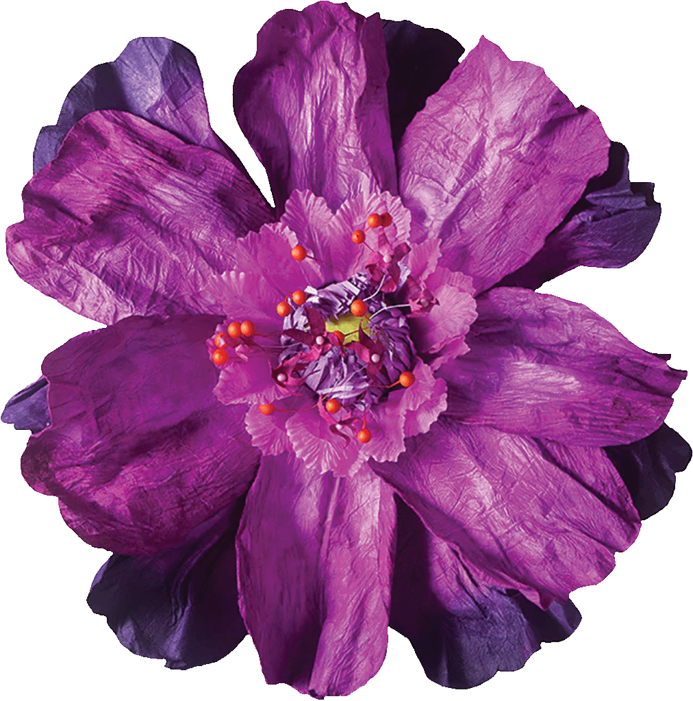Flower Purple Magenta