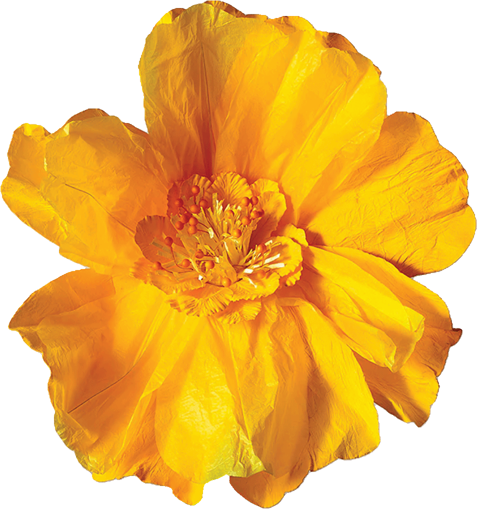 Flower Yellow